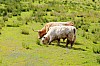 Loch Achray P6132386.jpg