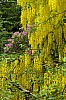 Dunvegan Isle of Skye Dunvegan Castle Garden P6152855.jpg