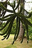 Dunvegan Isle of Skye Dunvegan Castle Garden - Monkey Puzzle P6152857.jpg