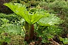 Dunvegan Isle of Skye Dunvegan Castle Garden P6152875.jpg
