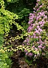Dunvegan Isle of Skye Dunvegan Castle Garden P6152879.jpg